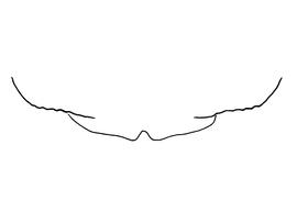   Anthidium pallidiclypeum  female, diagram showing the dorsal view of the sixth tergite (T6), diagram from Gonzalez and Griswold 2013 
